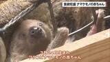 「食欲旺盛ナマケモノの赤ちゃん 親子の微笑ましい姿公開」の画像1