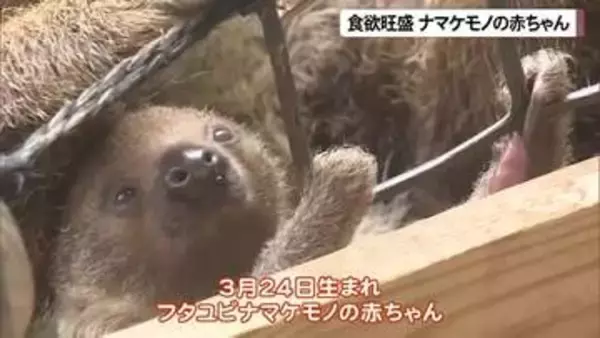 食欲旺盛ナマケモノの赤ちゃん 親子の微笑ましい姿公開