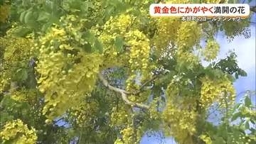 夏の訪れ鮮やかに告げるゴールデンシャワーが満開