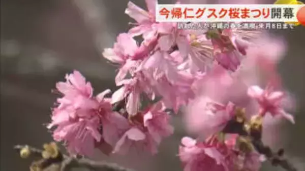 今帰仁グスク桜まつり開幕 訪れた人が沖縄の春を満喫 夜はライトアップも 来月8日まで