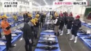 メバチマグロに1キロ当たり2万8000円　糸満の魚市場で初競り