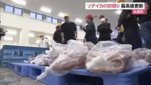 ソデイカのセリ始まる初日の水揚げは約4トン　セリ値は最高値更新