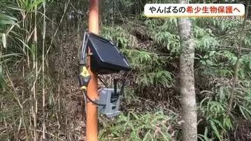 やんばるの希少生物AIで守る　密猟防止への実証実験
