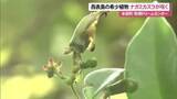 「熱帯ドリームセンターで希少植物ナガミカズラ咲く　国内植物園での開花は３例目」の画像1