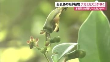 熱帯ドリームセンターで希少植物ナガミカズラ咲く　国内植物園での開花は３例目