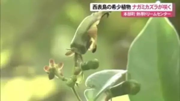 熱帯ドリームセンターで希少植物ナガミカズラ咲く　国内植物園での開花は３例目