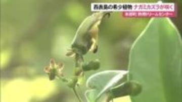 熱帯ドリームセンターで希少植物ナガミカズラ咲く　国内植物園での開花は３例目