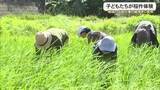 「南城市で子どもたちが稲作体験　地域の綱曳きに使用」の画像1