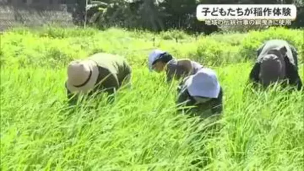 南城市で子どもたちが稲作体験　地域の綱曳きに使用