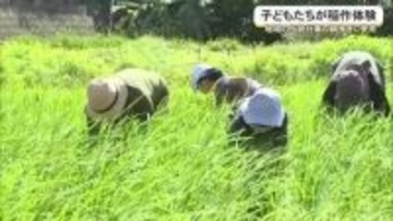 南城市で子どもたちが稲作体験　地域の綱曳きに使用