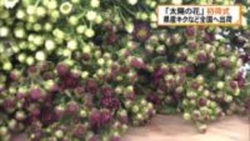 「太陽の花」初荷式 今年一年の県産花の消費拡大を祈願 初競りに向け全国の市場へ出荷