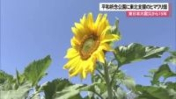 平和祈念公園に福島のヒマワリ咲く　大震災から15年