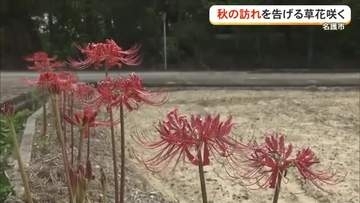 名護市でヒガンバナとクワンソウ咲く　秋の気配