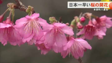 日本一早い桜の開花　本部町八重岳でカンヒザクラが咲き始める