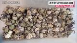 「オカヤドカリ1936匹を捕獲　自称ベトナム人4人逮捕」の画像1
