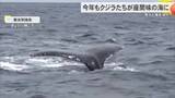「大きな体で悠々と…座間味島に今年もクジラが帰ってきた　初確認から40年を記念したイベントも」の画像1