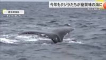 大きな体で悠々と…座間味島に今年もクジラが帰ってきた　初確認から40年を記念したイベントも