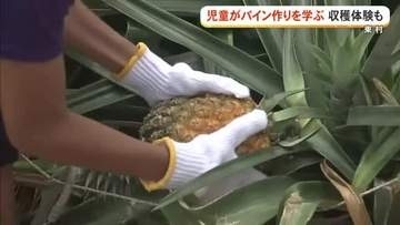 パイン作りの工夫と土壌保全を学ぶ　子どもたちが収穫体験