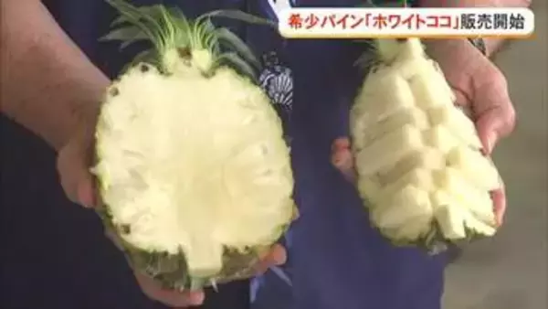 希少なパイン”ホワイトココ”　東村で販売開始セレモニー