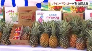 石垣島でパイン・マンゴーの出荷式　名護市でもパインフェスタ　美味しいパインの見分け方は