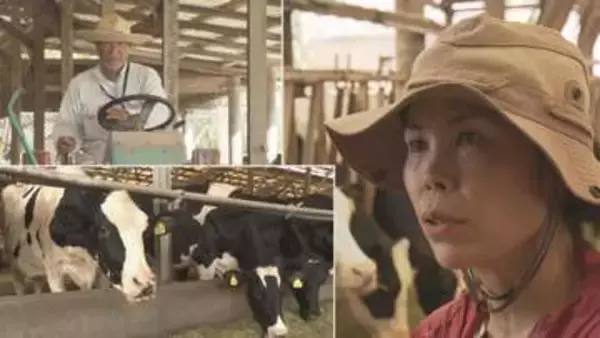 沖縄県産牛乳の“ともしび”を守り続ける親子の奮闘　酪農家激減の逆境の中、正念場の夏
