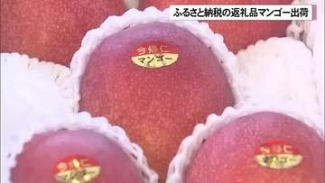 ふるさと納税の返礼品に今帰仁マンゴーはいかが