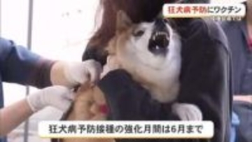 犬たちも注射は嫌…狂犬病予防接種で攻防戦　沖縄は接種率が全国平均下回る