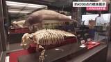 「沖縄の生き物約4200点の標本展示「いのちのカタチ展」 期間中は収蔵庫のバックヤードツアーも」の画像1