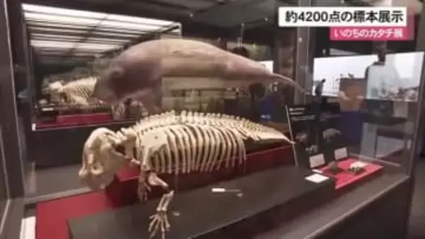 沖縄の生き物約4200点の標本展示「いのちのカタチ展」 期間中は収蔵庫のバックヤードツアーも