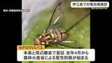 「セグロウリミバエの被害減少　伊江島での対策効果を確認」の画像1