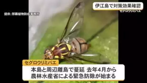 セグロウリミバエの被害減少　伊江島での対策効果を確認