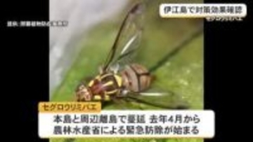セグロウリミバエの被害減少　伊江島での対策効果を確認