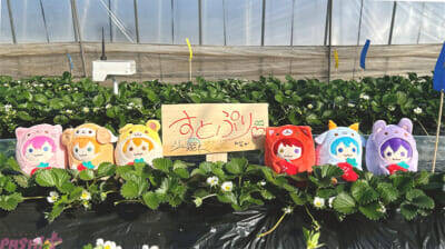 すとぷりの歌声を浴びて育ったオリジナルブランド苺『すとぷり』完成！ ミニパックと特製BOXが数量限定で販売開始