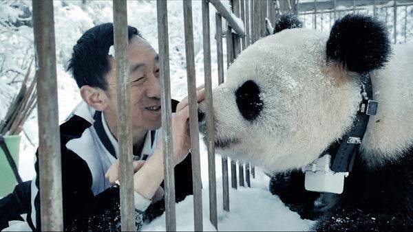 シャオレイの返還先にはじゃれ合う親子＆天使すぎる双子の赤ちゃんが！ パンダまみれのドキュメンタリー映画、新写真6点解禁