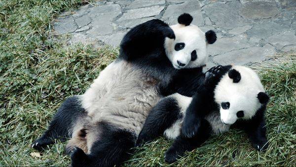 シャオレイの返還先にはじゃれ合う親子＆天使すぎる双子の赤ちゃんが！ パンダまみれのドキュメンタリー映画、新写真6点解禁