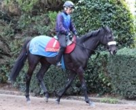 【競馬】エリカヴィータが引退、繁殖馬へ