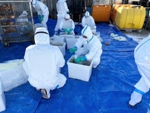 鳥インフルエンザ発生 兵庫・姫路市の養鶏場、24万羽殺処分・防疫措置完了