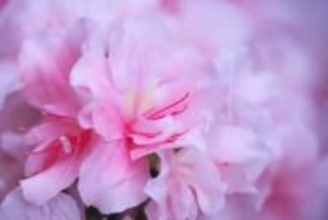 「ゴボウ」の花って見たことある？　花言葉は…？　若手芸人が紹介する“ちょっと変わった花言葉”3選