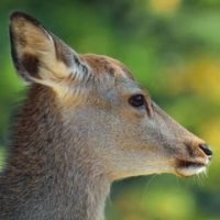 被害は熊だけじゃない？シカ出没多数の兵庫県宍粟市「夜9時以降の運転は注意」衝突で廃車になる場合も