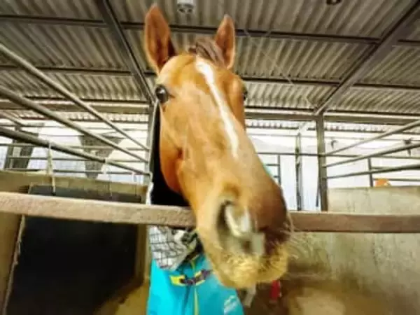 【検証スタート】午年の2026年“馬”に関するものを飾ったら…幸運が訪れたり開運したりするか⁉︎