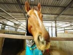 【検証スタート】午年の2026年“馬”に関するものを飾ったら…幸運が訪れたり開運したりするか⁉︎