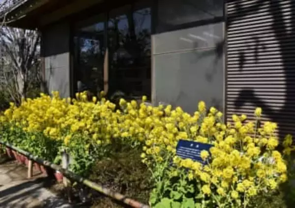 “逃れられない業と性”テーマに落語・講談・浪曲を披露　14日、司馬遼太郎記念館で「菜の花寄席」