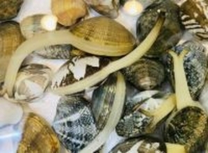 『あさり』の中からビロ〜ンと伸びてきたけど!?←質問攻めしたら魚屋さんの大将ちょっとキレる（笑）