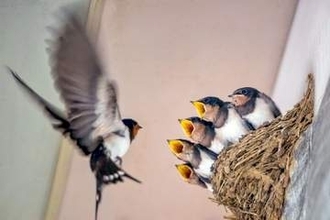 ツバメが告げる春と新たな一歩　『玄鳥至（つばめきたる）』と勧学祭　七十二候に見る出会いの季節
