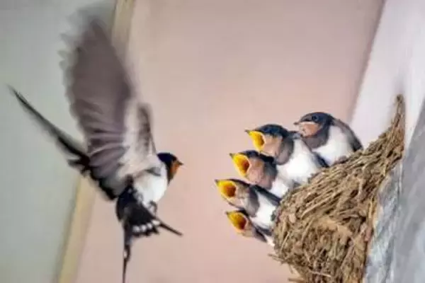 ツバメが告げる春と新たな一歩　『玄鳥至（つばめきたる）』と勧学祭　七十二候に見る出会いの季節