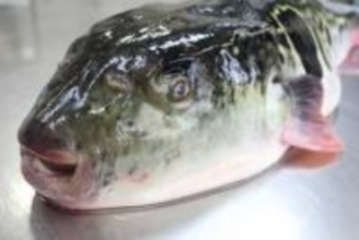 冬はフグ＆鍾乳洞がアツい！　米・NYタイムズ紙も“行くべき”と賞賛した「山口県」の魅力とは？