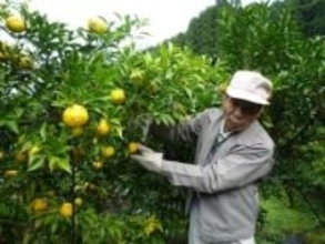 地域支える特産品　兵庫・姫路の“安富ゆず”　生産者達が抱える「課題」とは？組合理事が心中を明かす