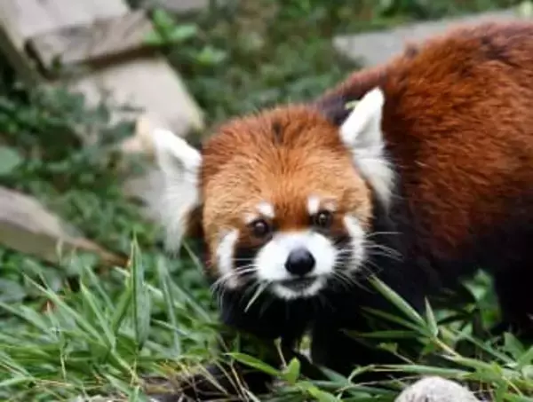 神戸市立王子動物園のシセンレッサーパンダ、老衰死　21歳、国内2番目の長寿　来園16年の人気者