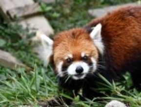 神戸市立王子動物園のシセンレッサーパンダ、老衰死　21歳、国内2番目の長寿　来園16年の人気者