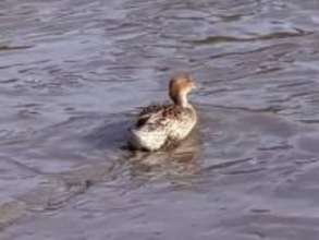 こんな寒いのに!?　なんで極寒の日本に来るんやろう…←専門家いわく「むしろ日本が都合がいい」